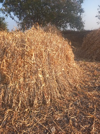 પશુ નો ચારો વેચવા નો સે