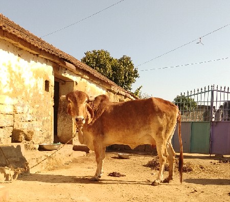 સૃવણ કપિલા ગાય વેચવાની છે