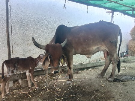 થંબનેલ 2