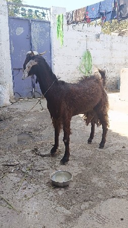 બકરી વેચવાની છે લીટર લીટર દૂધવાળી