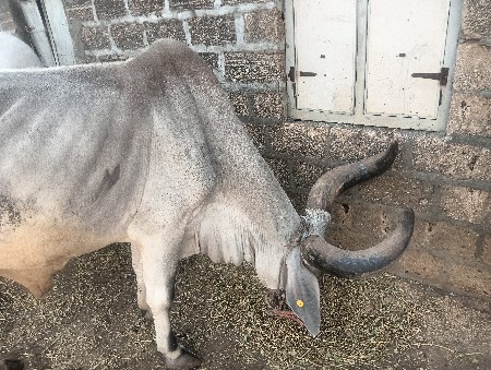 બણદવેશવાનાછે