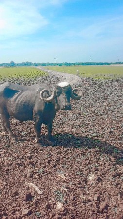 ભેંસ વેચવાની છે