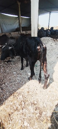 વેચ વાની સે