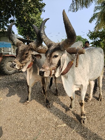 थंबनेल 2