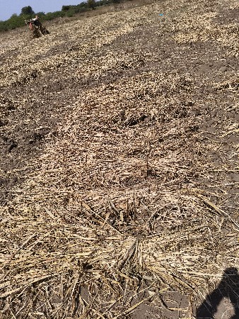 જુવાર ની નીણ  વેચવાની છે..!