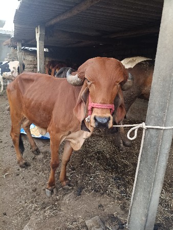 थंबनेल 2