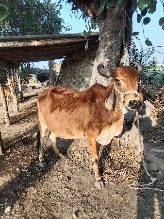 ગાય વેચવાની છે