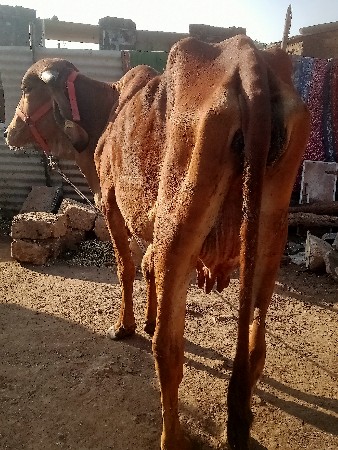 ગાયવેશવાનીછે