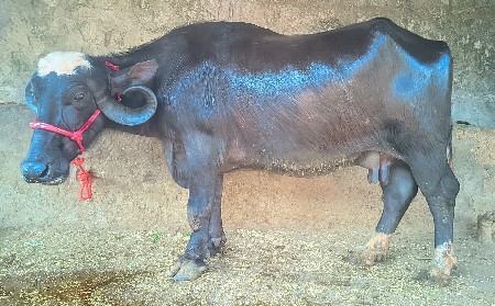 थंबनेल 4