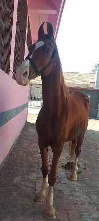 ઘોડી વેસવા ની છે