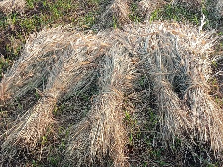 ગામ કાટવાણા   પોરબંદર