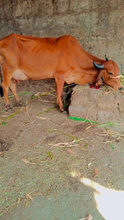 ગાયવેસવાનીસેતાજીવીયાણેલ