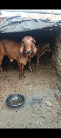 વેચવાની