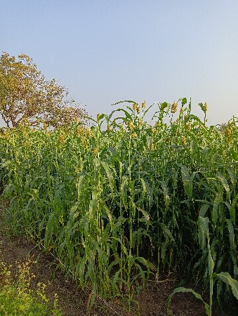 थंबनेल 3