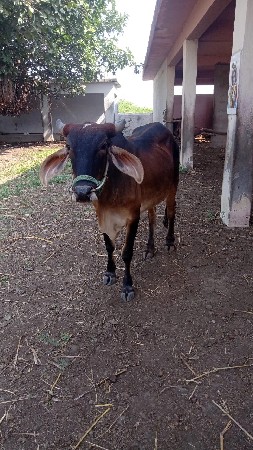 આ ગોઢલા વેચવાના છે