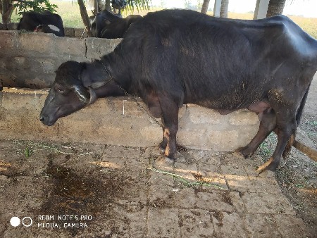 थंबनेल 2