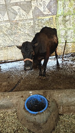 ગાય વેચવા ની છે