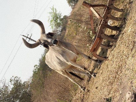 બળદ સાટા કરવા છે