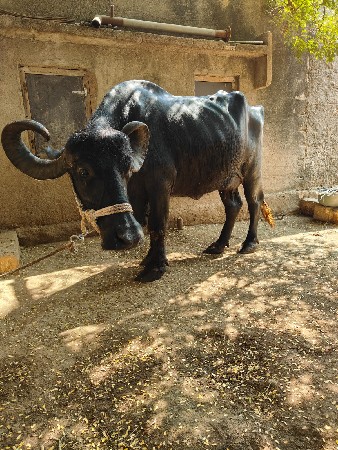 थंबनेल 3