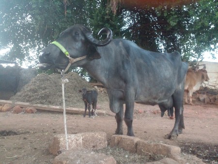 थंबनेल 2