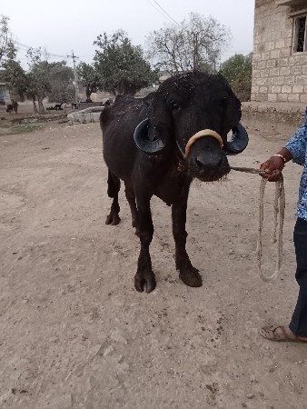 થંબનેલ 2