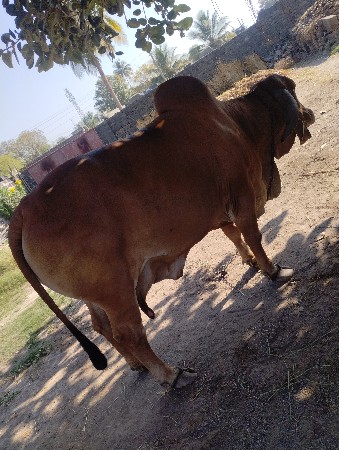 original gir gay vechvani