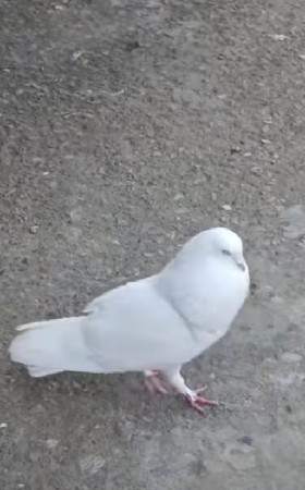 full udan kabutar motiyon kabutaron