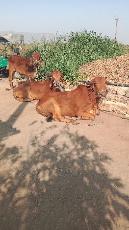 વાસડા વેસવા ના છે