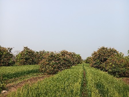 थंबनेल 2