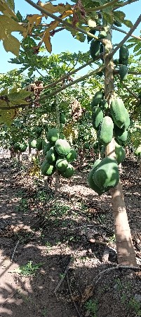 પોપિયા કાચા વેચાણમાં છે