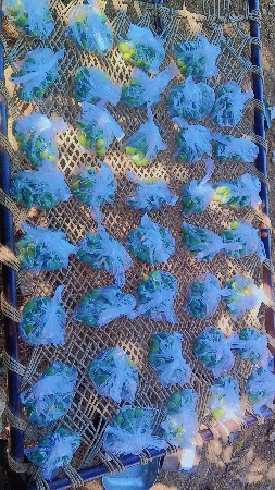 ખાખડિયુ વેંચવા ની છે