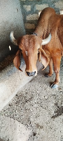 ગાય વેચવાની છે ગીર ગાય