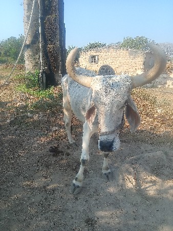 બળદ વેચવાનો છે