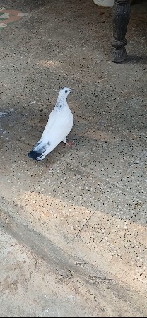 3થી4 કલાક ઉડે છે