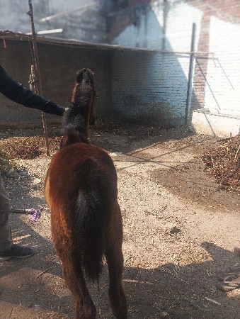 વેરો વેચવાનો સે 4.5 મહીનાનો