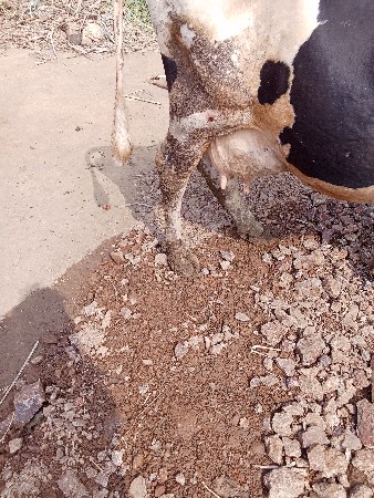 ગાય વેચવાની છે