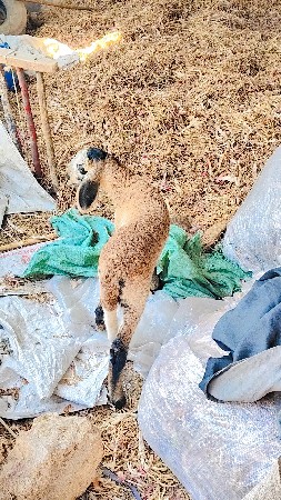 ઘેટો વેચવાનો‌ છે