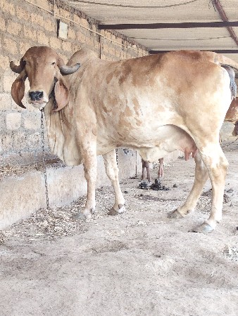 थंबनेल 2