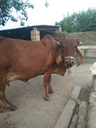 थंबनेल 3