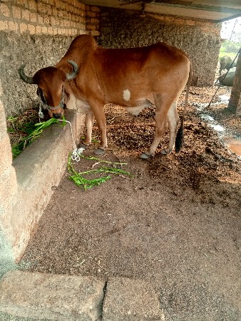 थंबनेल 3