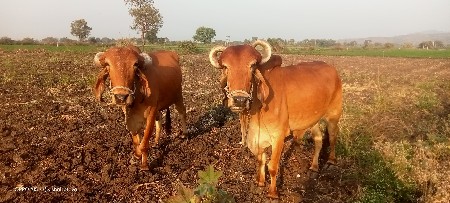 બળદ vesva na se