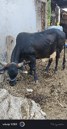 ગાય વેચવાની છે