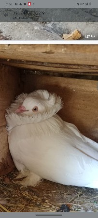 સેન્ટ ની જોડી દેવાની છે