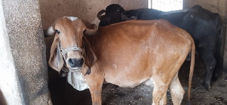 थंबनेल 2