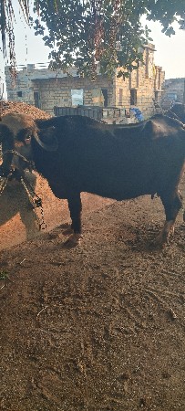 પિઠીયા જીગ્નેશ કેસૂર ગામ નગીચાણા