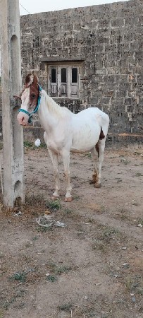 ઘોડી વેચવા ની છે