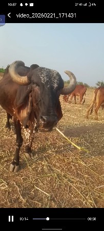 વેચવાની છે