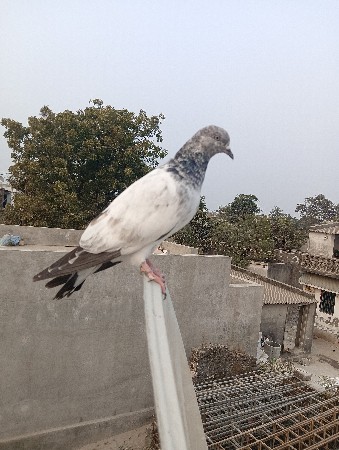 थंबनेल 2