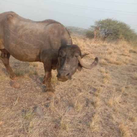 થંબનેલ 3