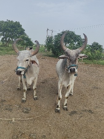 थंबनेल 2